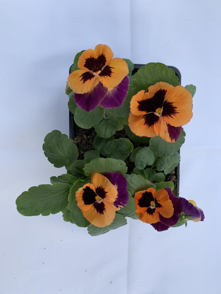Viola wittrockiana Purple & Orange