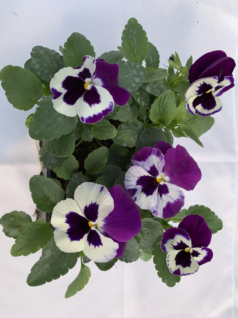 Viola wittrockiana Purple & White