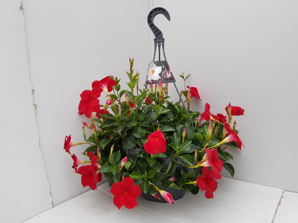 Dipladenia suspension rouge