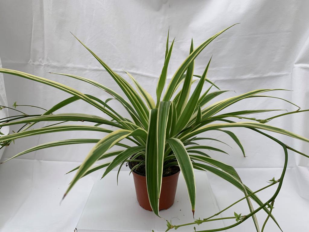 Chlorophytum comosum
