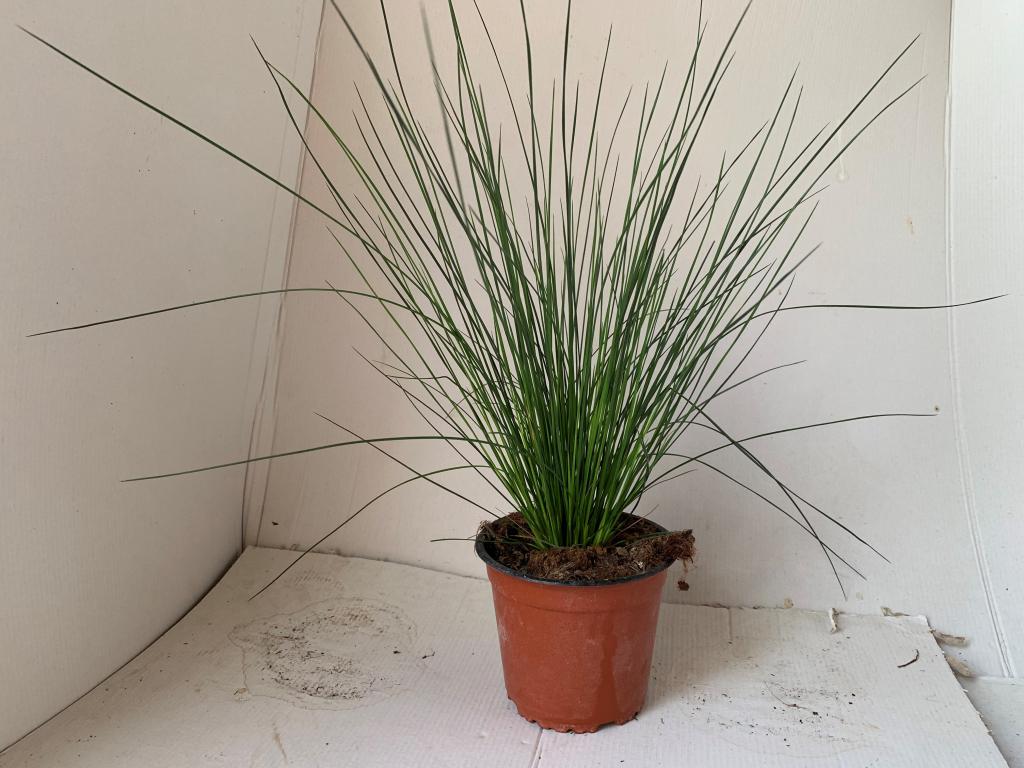 Juncus inflexus Blue arrows