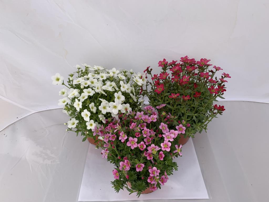 Saxifraga arendsii alpino blanc
