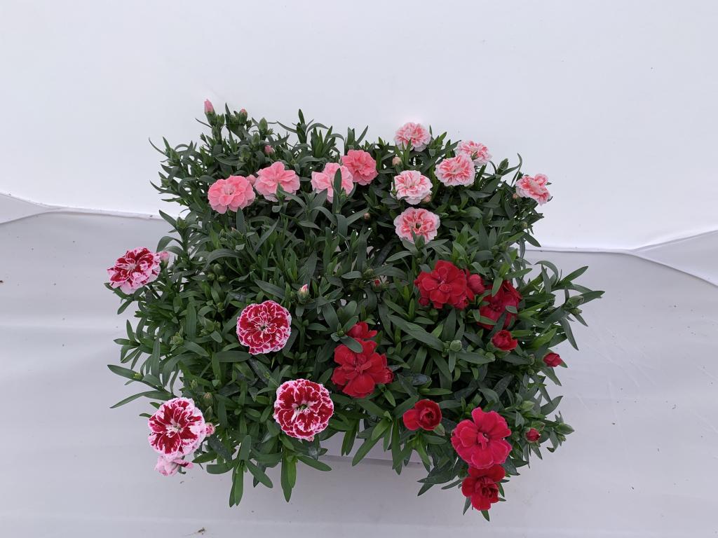 Dianthus cariophylus