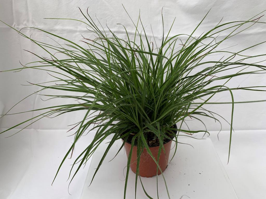 Luzula Lucius