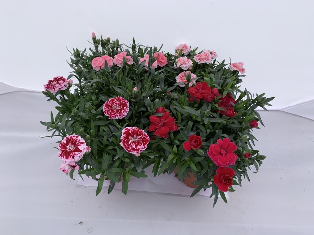 Dianthus cariophylus 13 cm