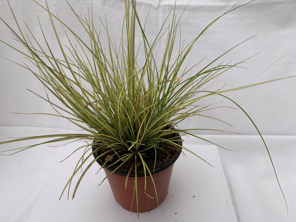 Pennisetum alopercuroides Little Bunny