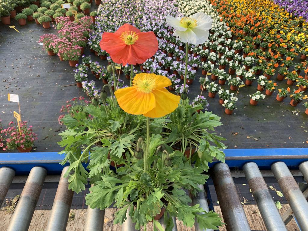 Papaver nudicole  10.5 cm