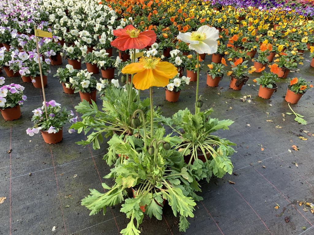 Papaver nudicole  13 cm