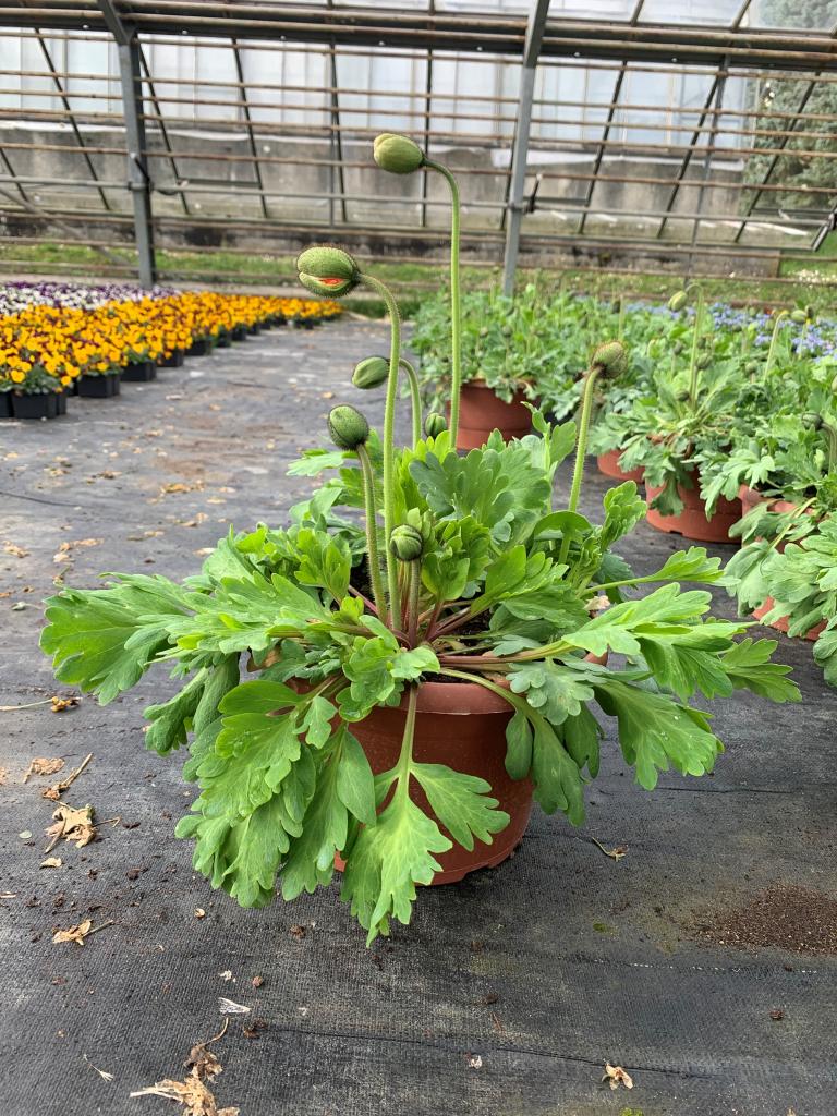 Papaver nudicole  24 cm