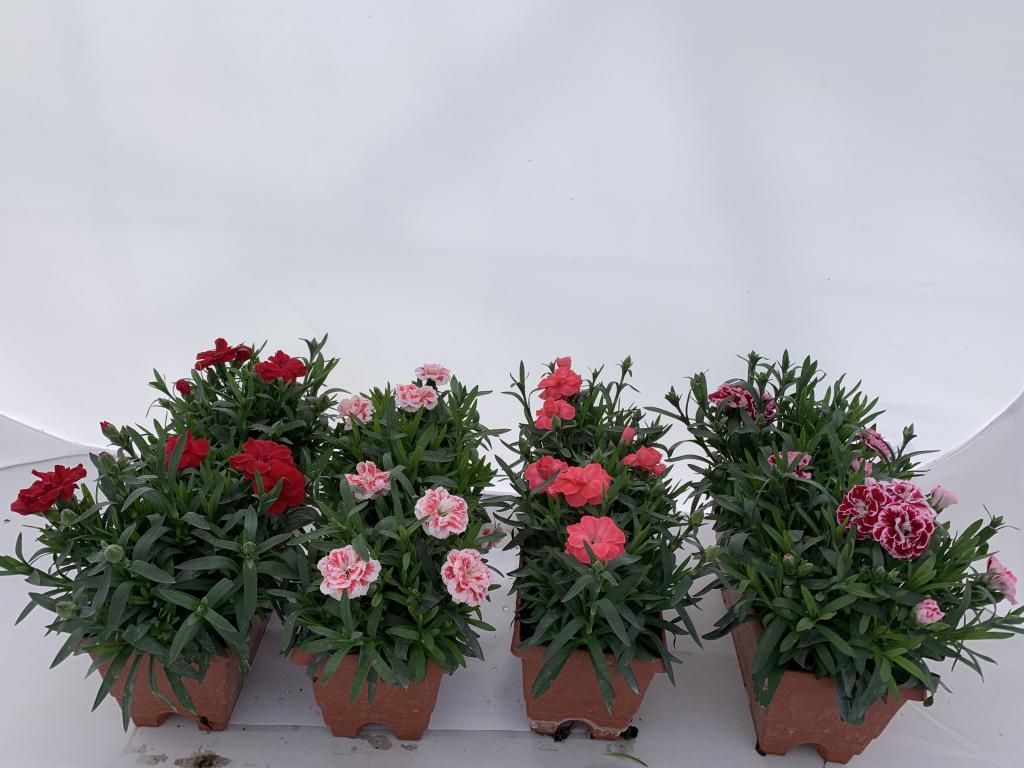 Dianthus cariophylus caissette 25 cm