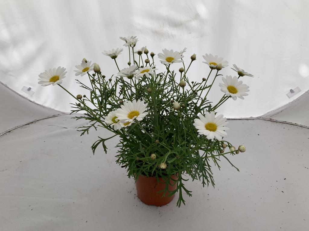 Anthemis frutescens blanc