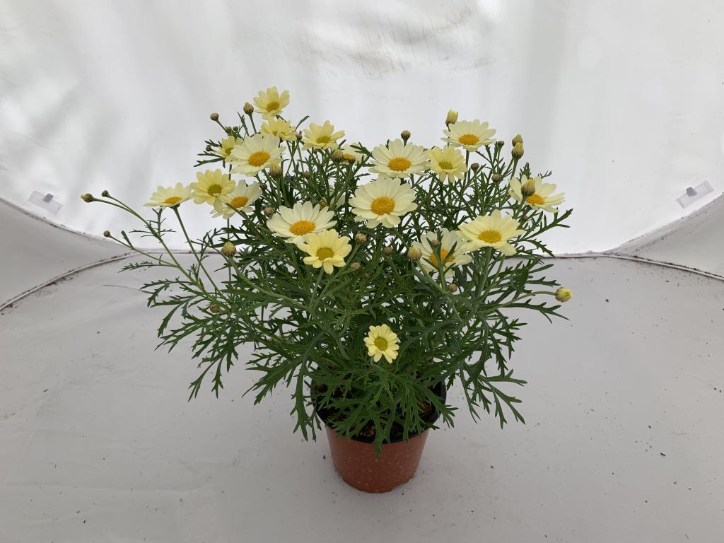 Anthemis frutescens jaune