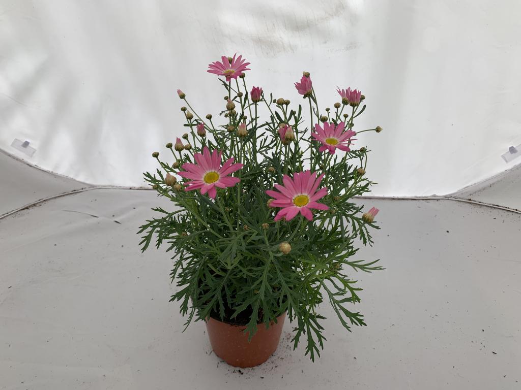 Anthemis frutescens rose