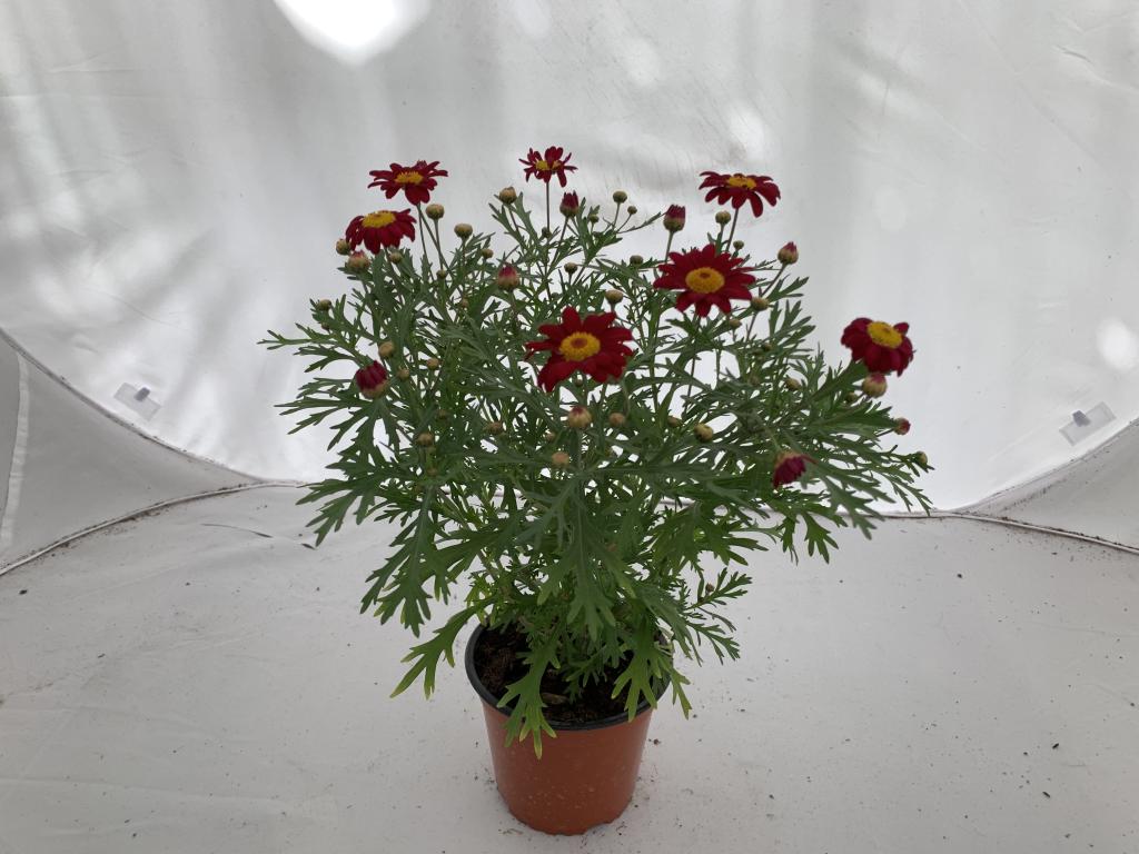Anthemis frutescens rouge