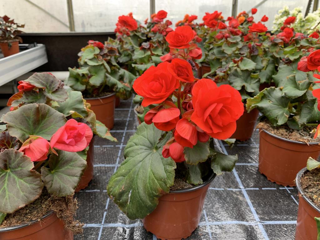 Bégonia elatior Solenia rouge