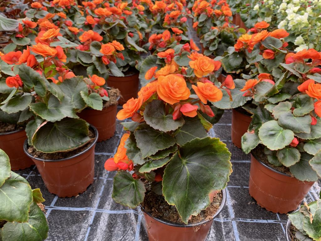 Bégonia elatior Solenia orange