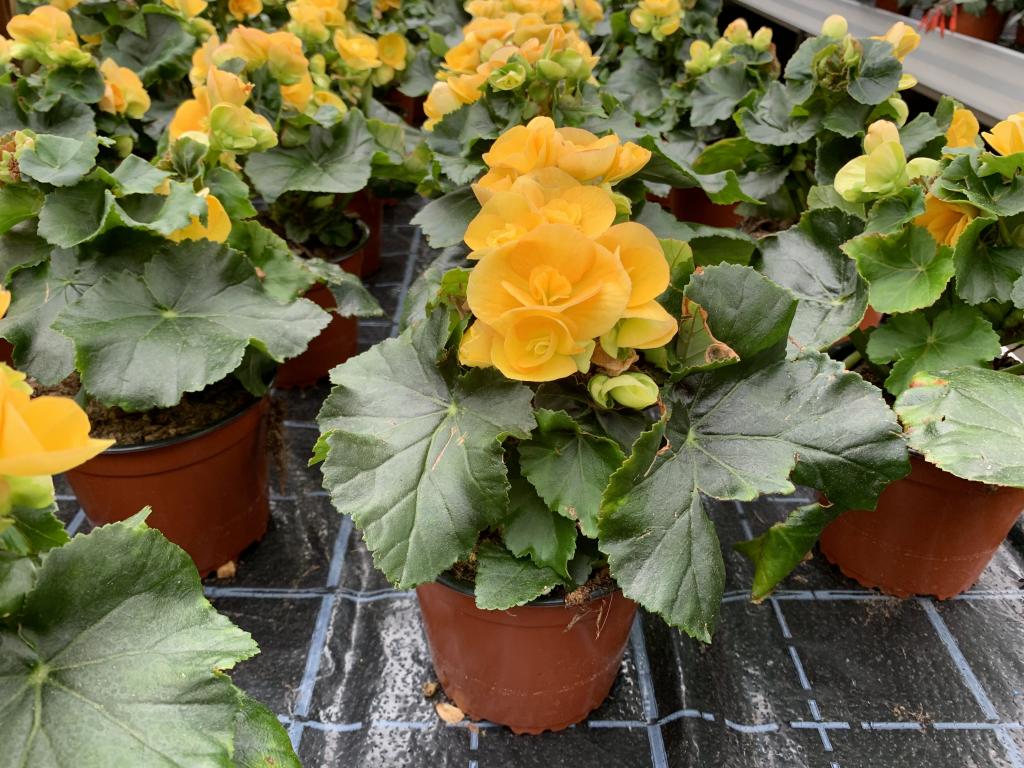 Bégonia elatior Solenia jaune