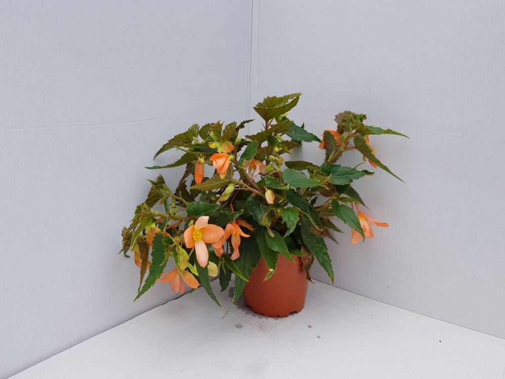Bégonia boliviensis Summerwings abricot