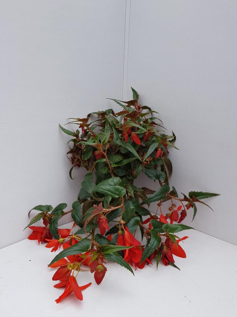 Bégonia boliviensis Summerwings rouge