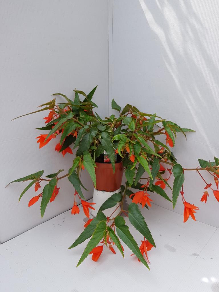 Bégonia boliviensis Summerwings orange