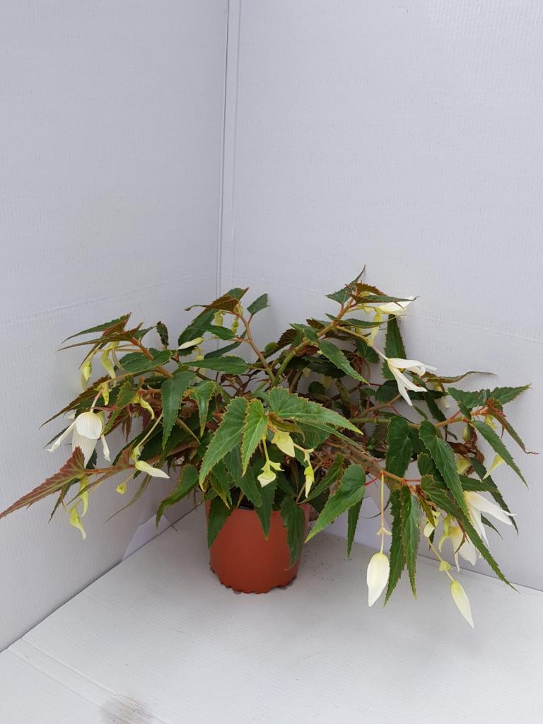 Bégonia boliviensis Summerwings blanc