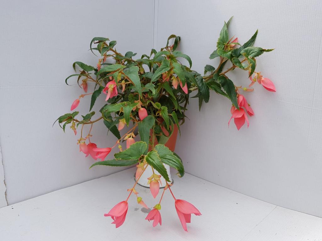 Bégonia boliviensis Summerwings rose