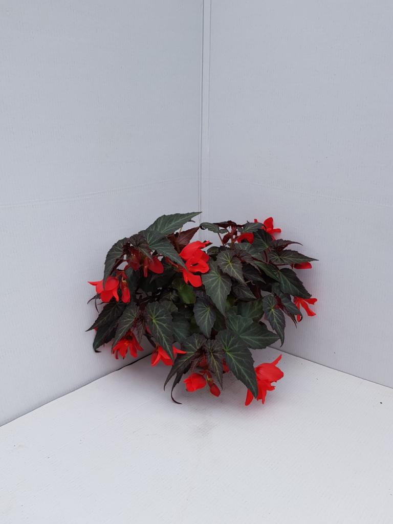 Bégonia boliviensis Summerwings rouge f.f.