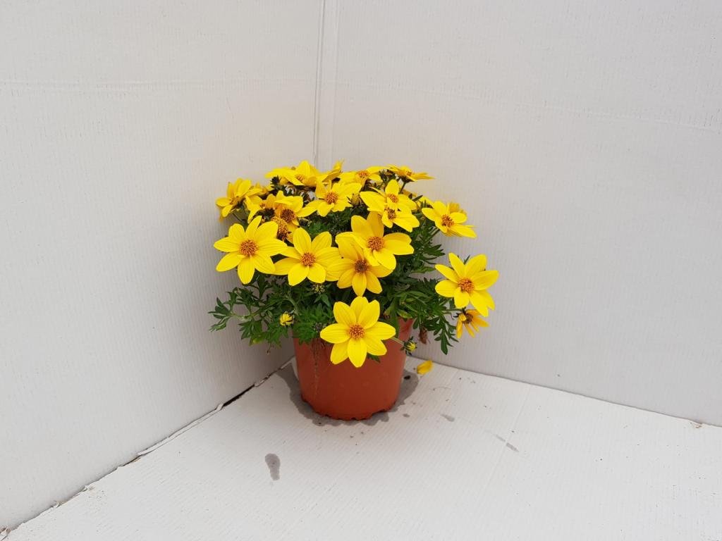 Bidens ferulifolium jaune compact
