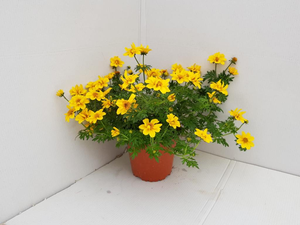 Bidens ferulifolium jaune long