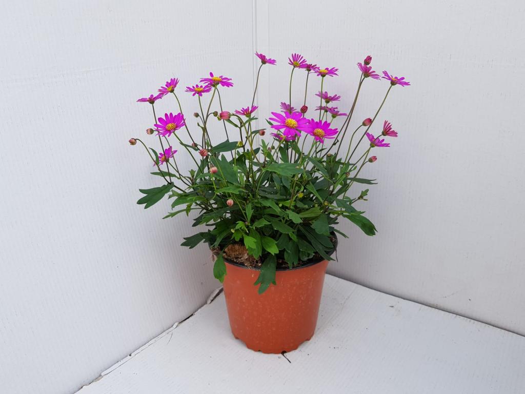 Brachycome iberidifolia violet