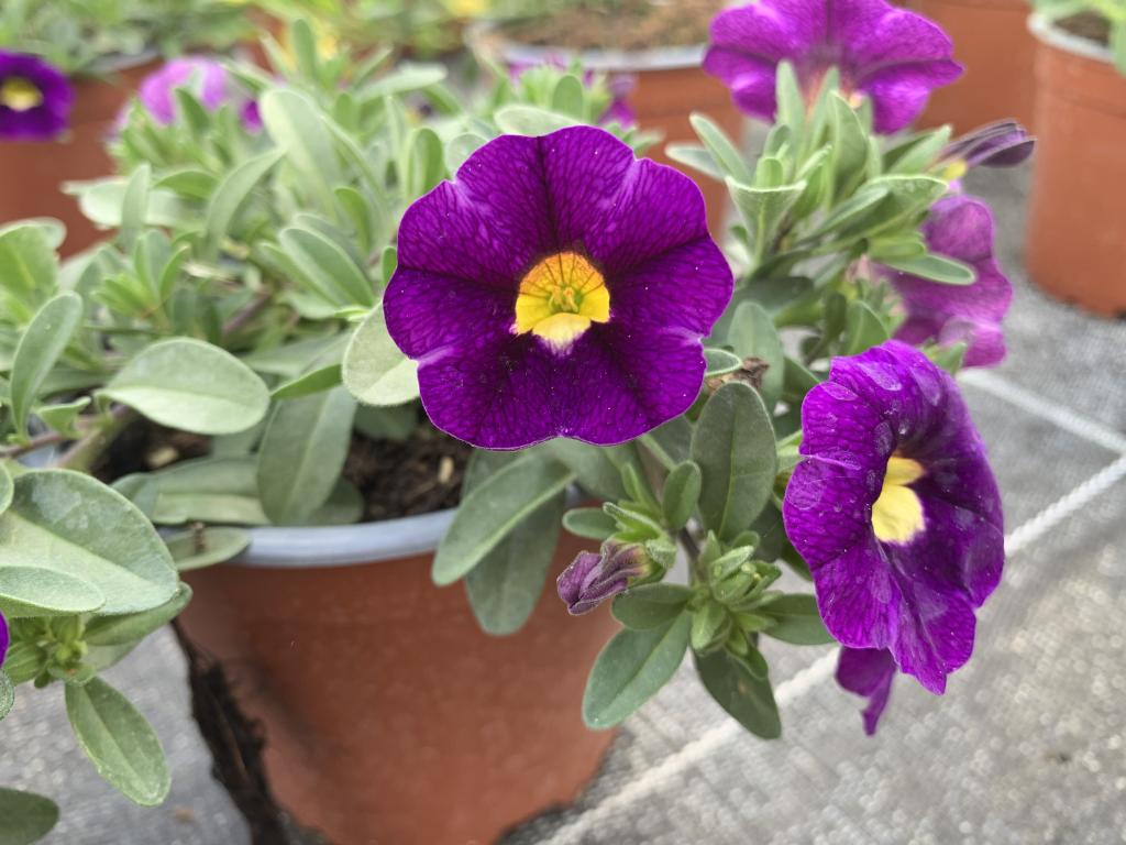 Calibrachoa bleu