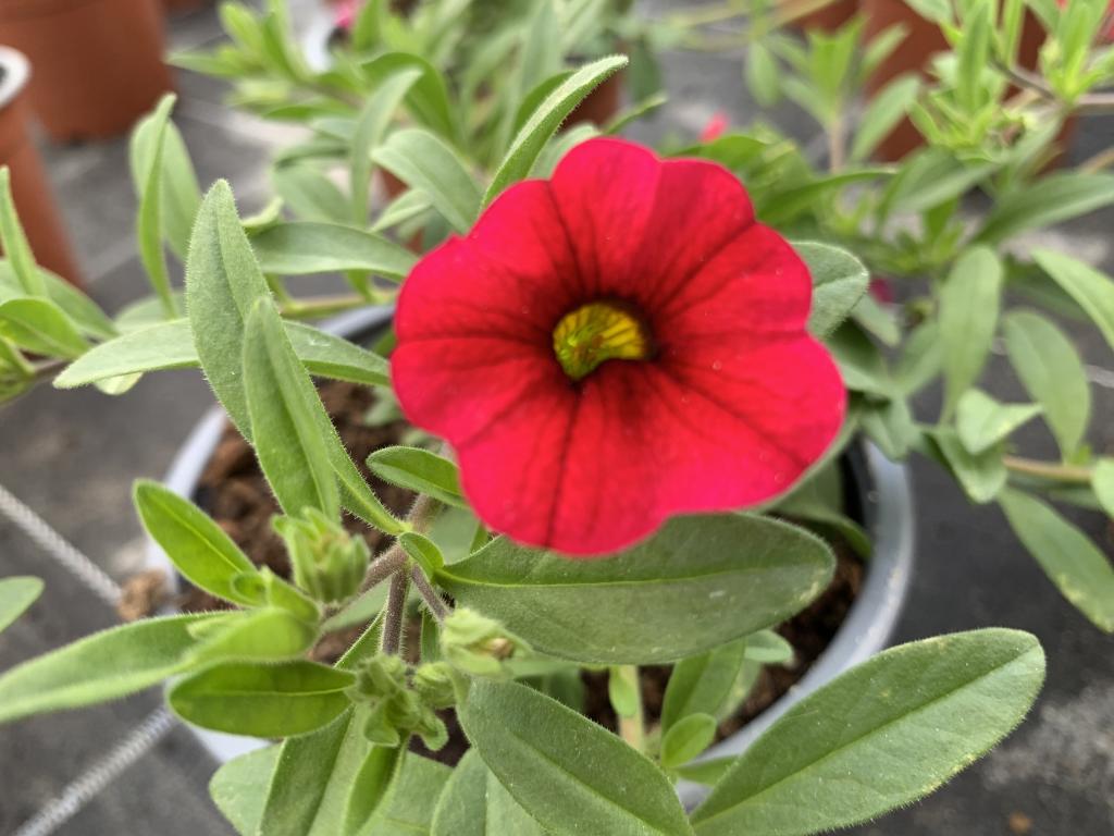 Calibrachoa rouge