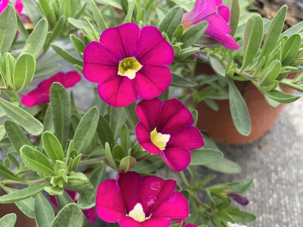 Calibrachoa rose