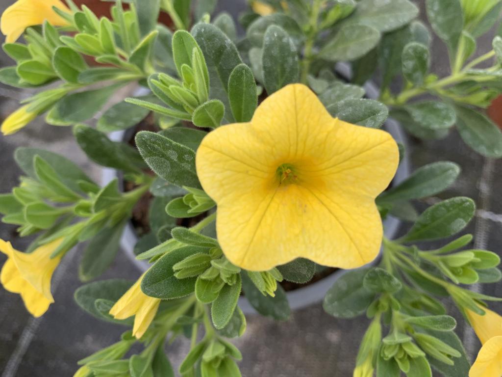 Calibrachoa jaune