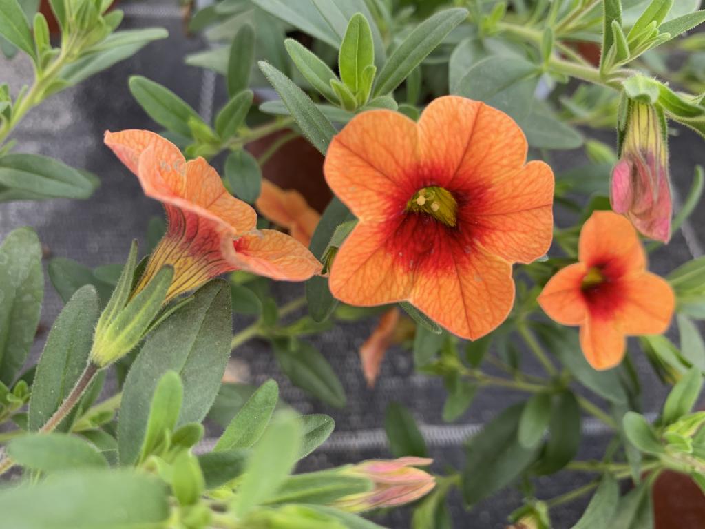 Calibrachoa abricot