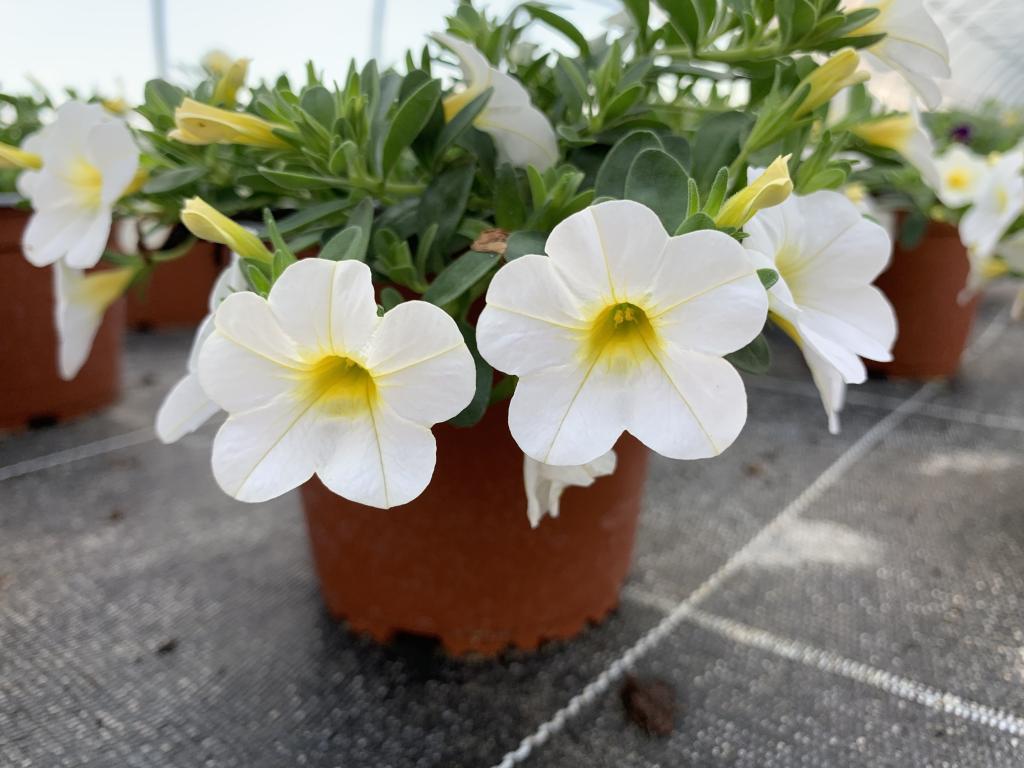 Calibrachoa blanc