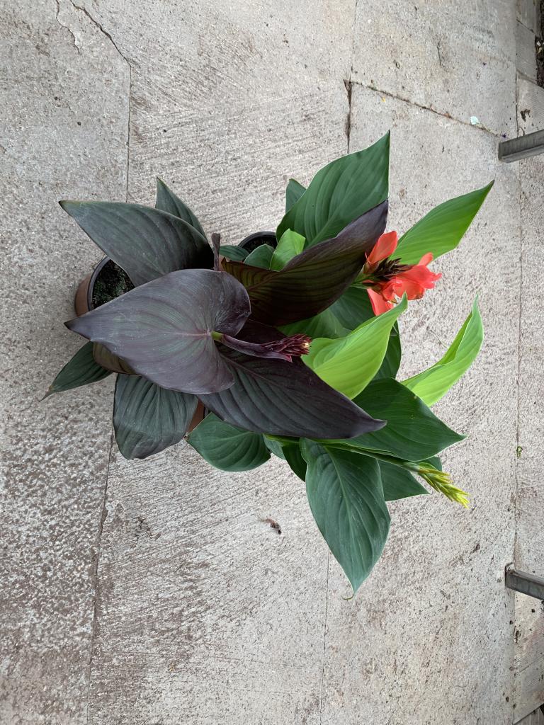 Canna hybride