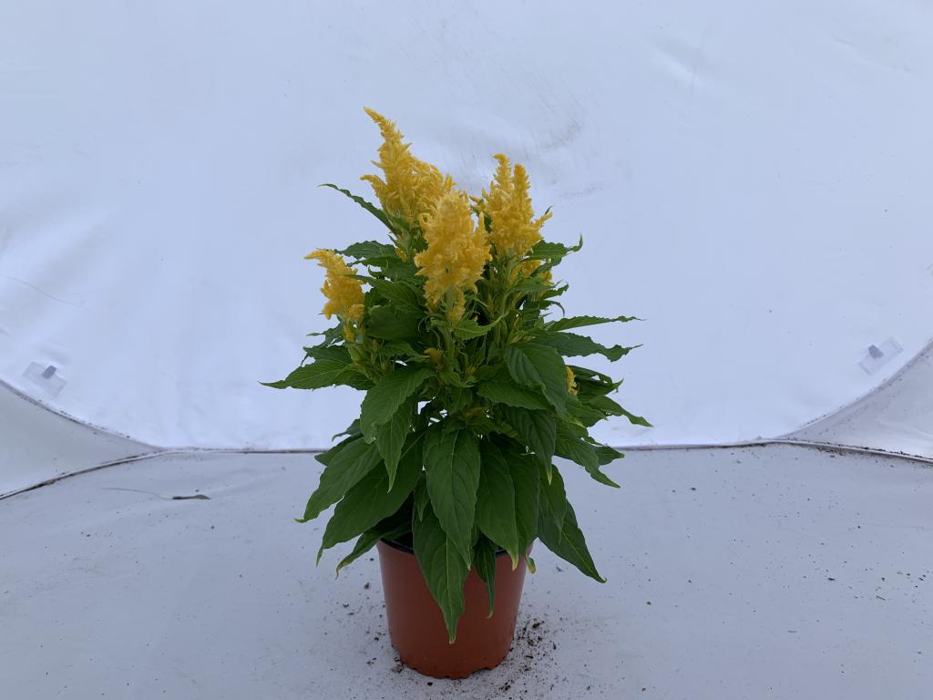 Celosia plumosa jaune