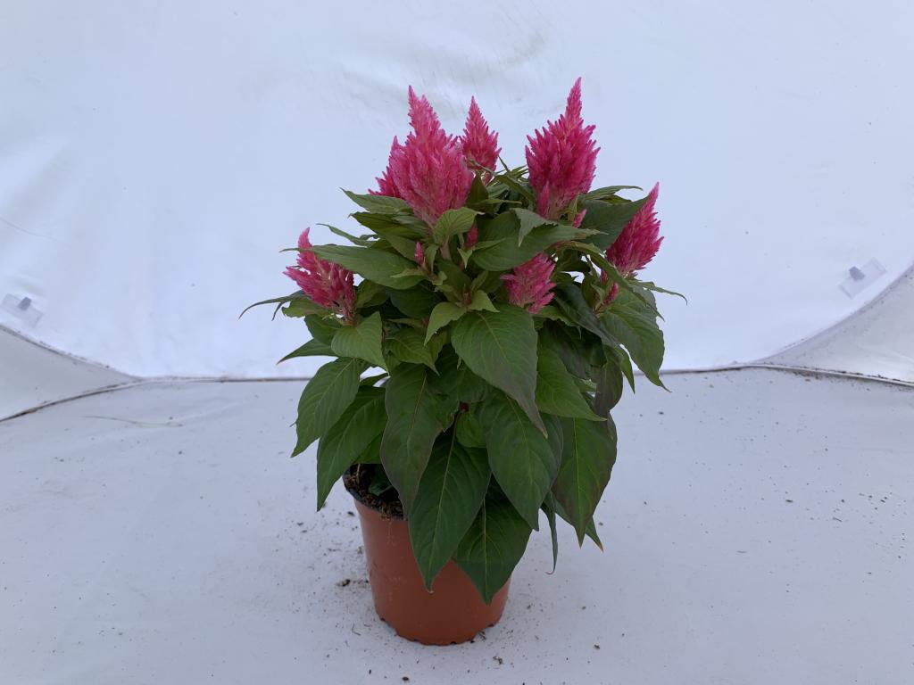 Celosia plumosa rose