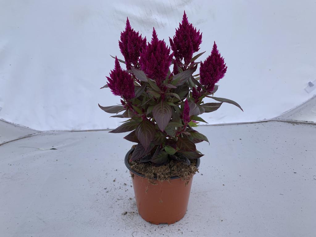 Celosia plumosa violet