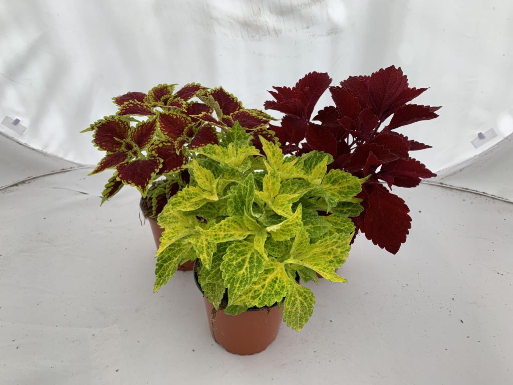 Coleus mélange