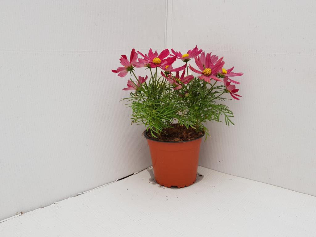 Cosmos symphony rouge