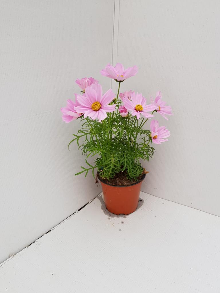 Cosmos symphony rose
