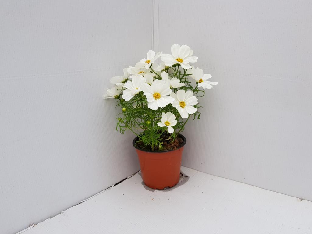Cosmos symphony blanc
