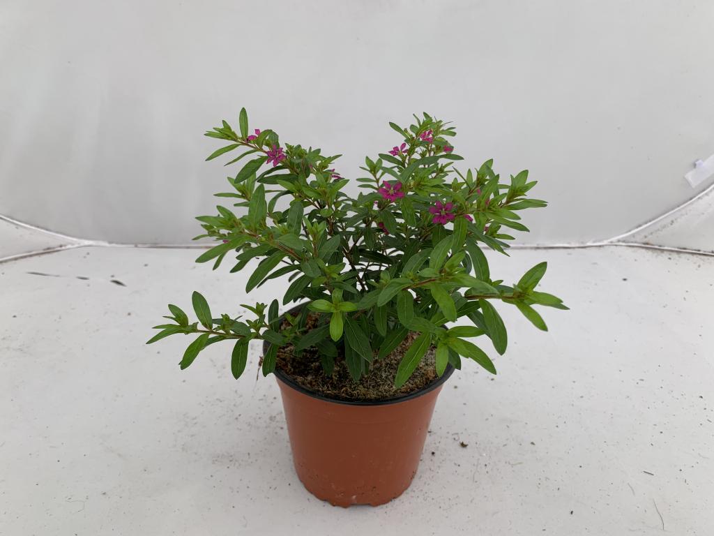 Cuphea hyssopifolia lilac