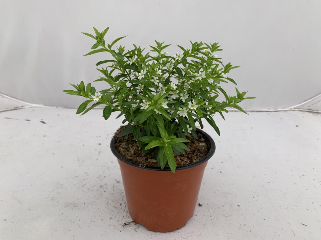 Cuphea hyssopifolia blanc