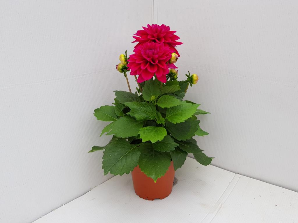 Dahlia hybride violet