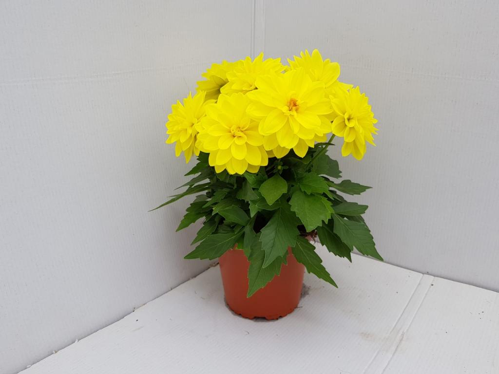 Dahlia hybride jaune