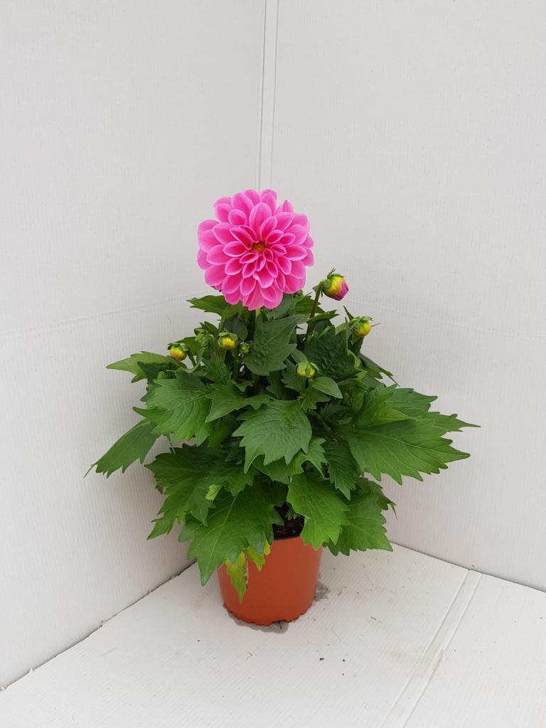 Dahlia hybride rose