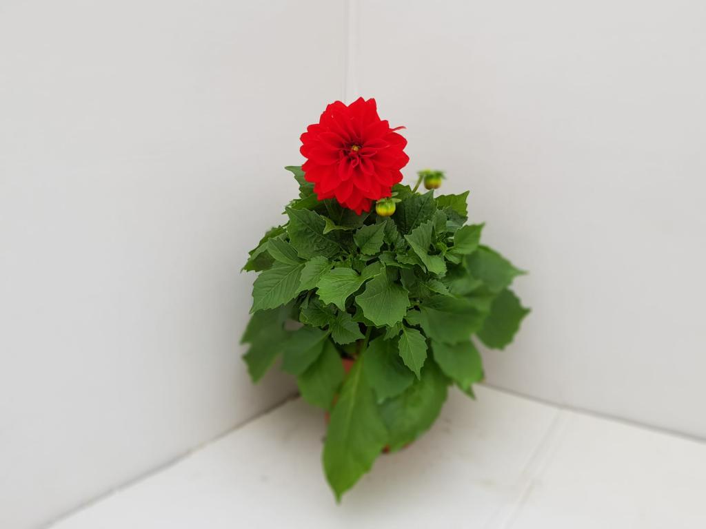 Dahlia hybride rouge
